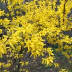 Shutterstock 2709853873