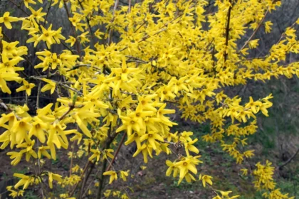 Shutterstock 2709853873