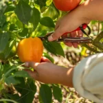 Pasirodo, net paros metas, kada skinate paprikas, turi didelę reikšmę