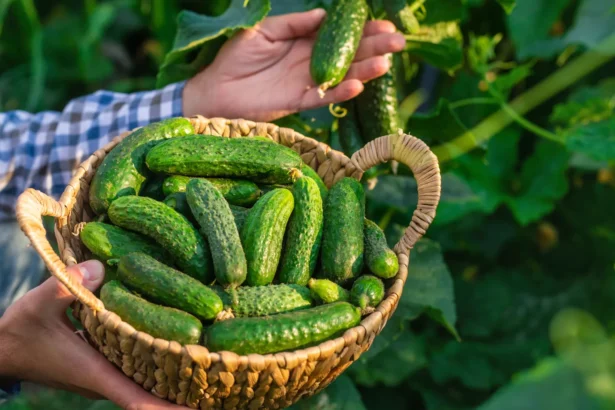 3 klaidos gali sugadinti visą agurkų derlių