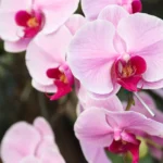 Pavasaris - idealus metas orchidėjai atsigauti