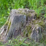 Kaip panaikinti kelmą