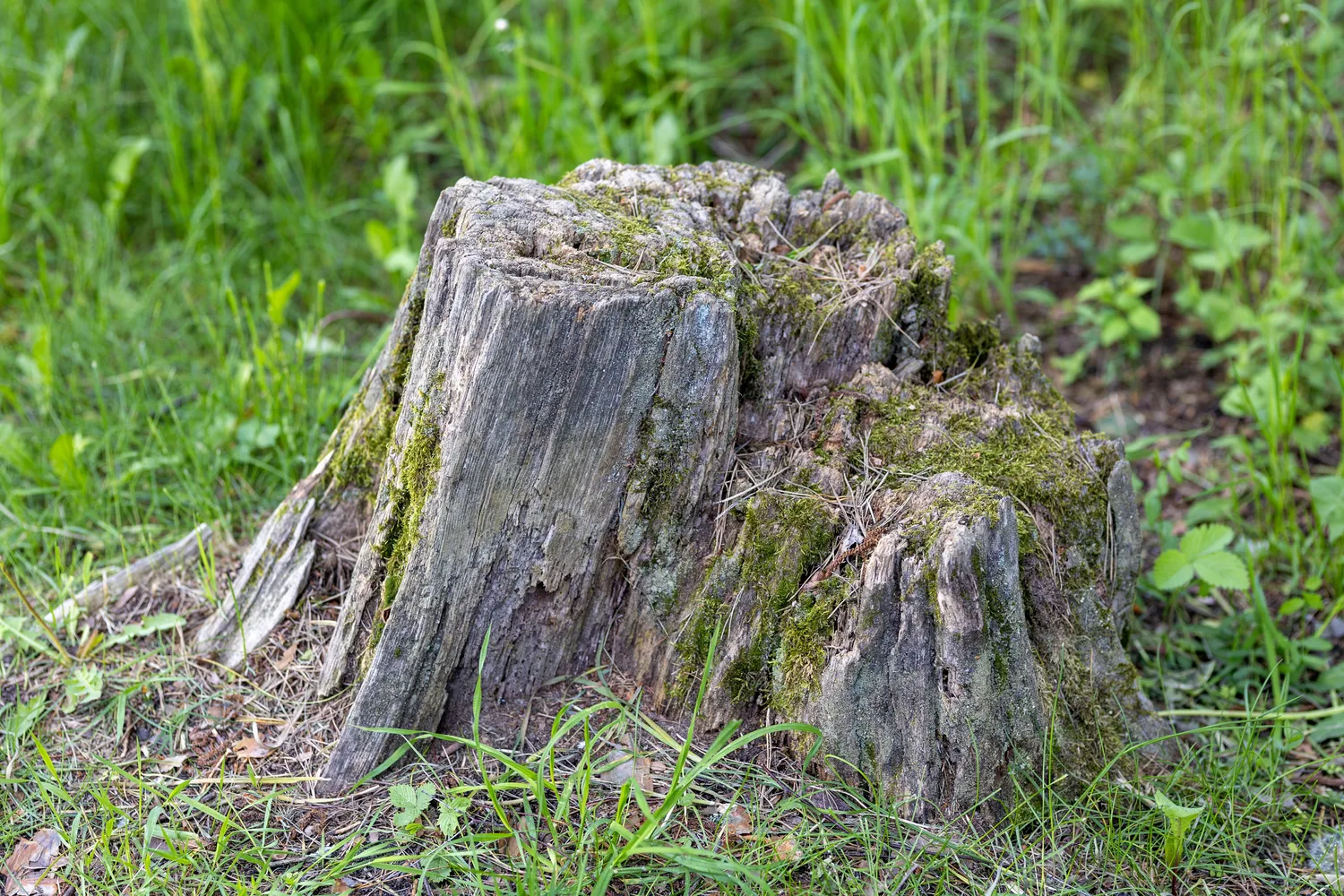 Kaip panaikinti kelmą