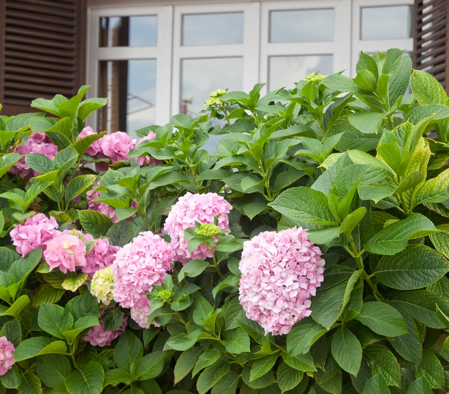 Mulčiavimas hortenzijoms - labai svarbus ir reikalingas