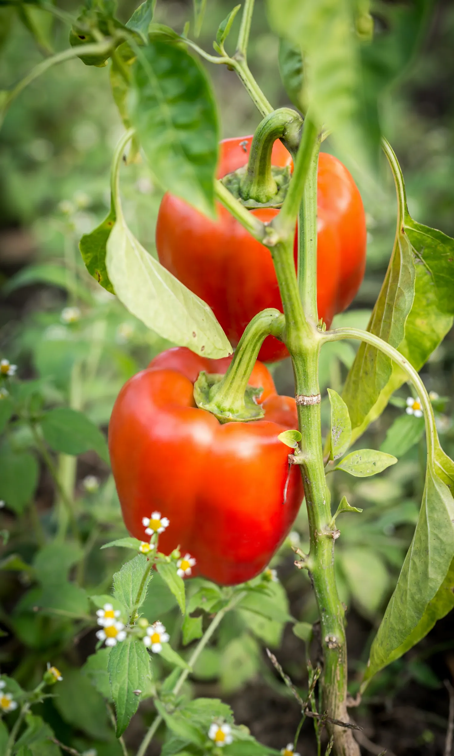 Svarbu ne tik kada, bet ir kaip skinti paprikas