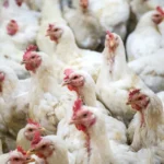 Kaip auginamo vištos