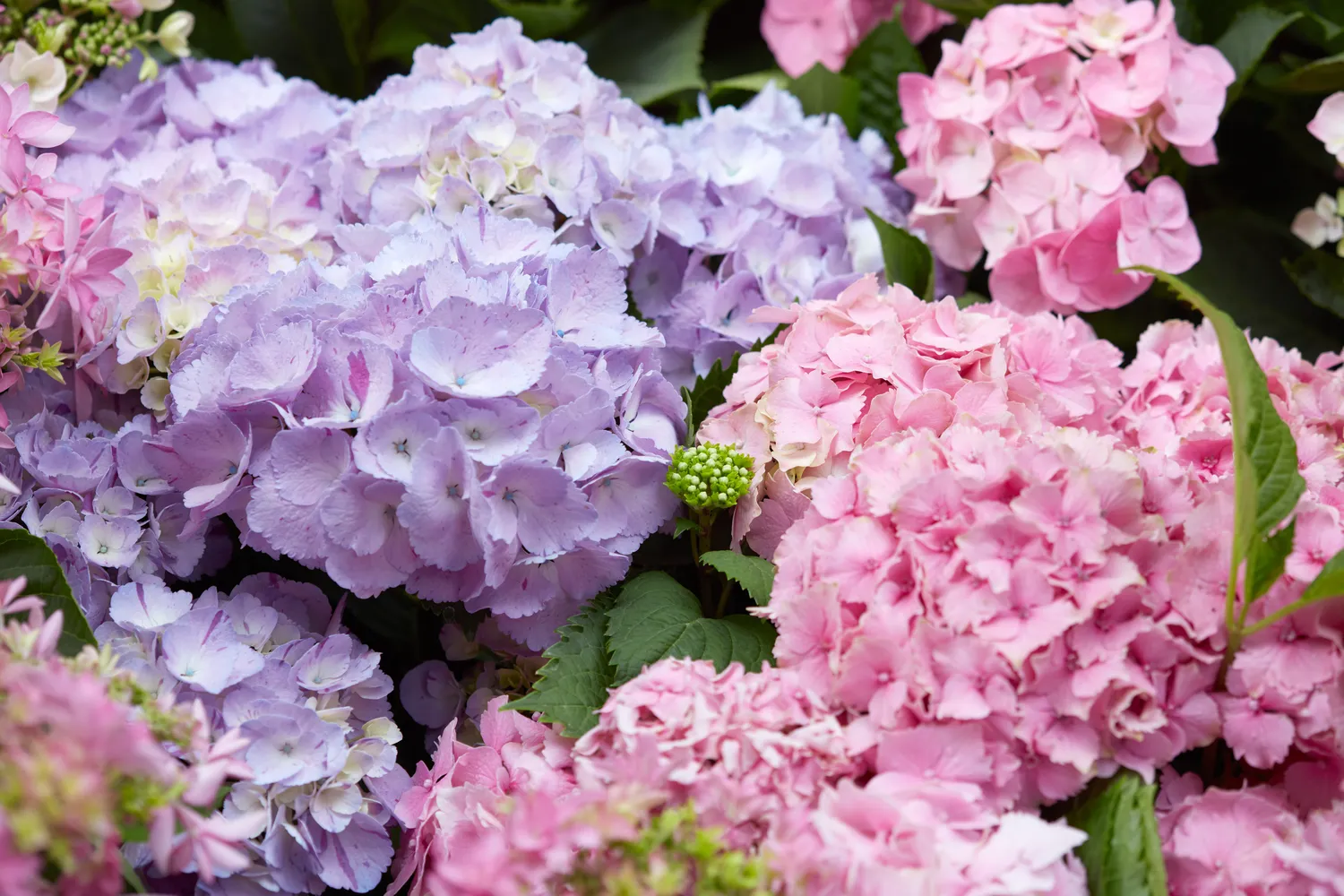 Hortenzijomis pavasarį būtina tinkamai pasirūpinti