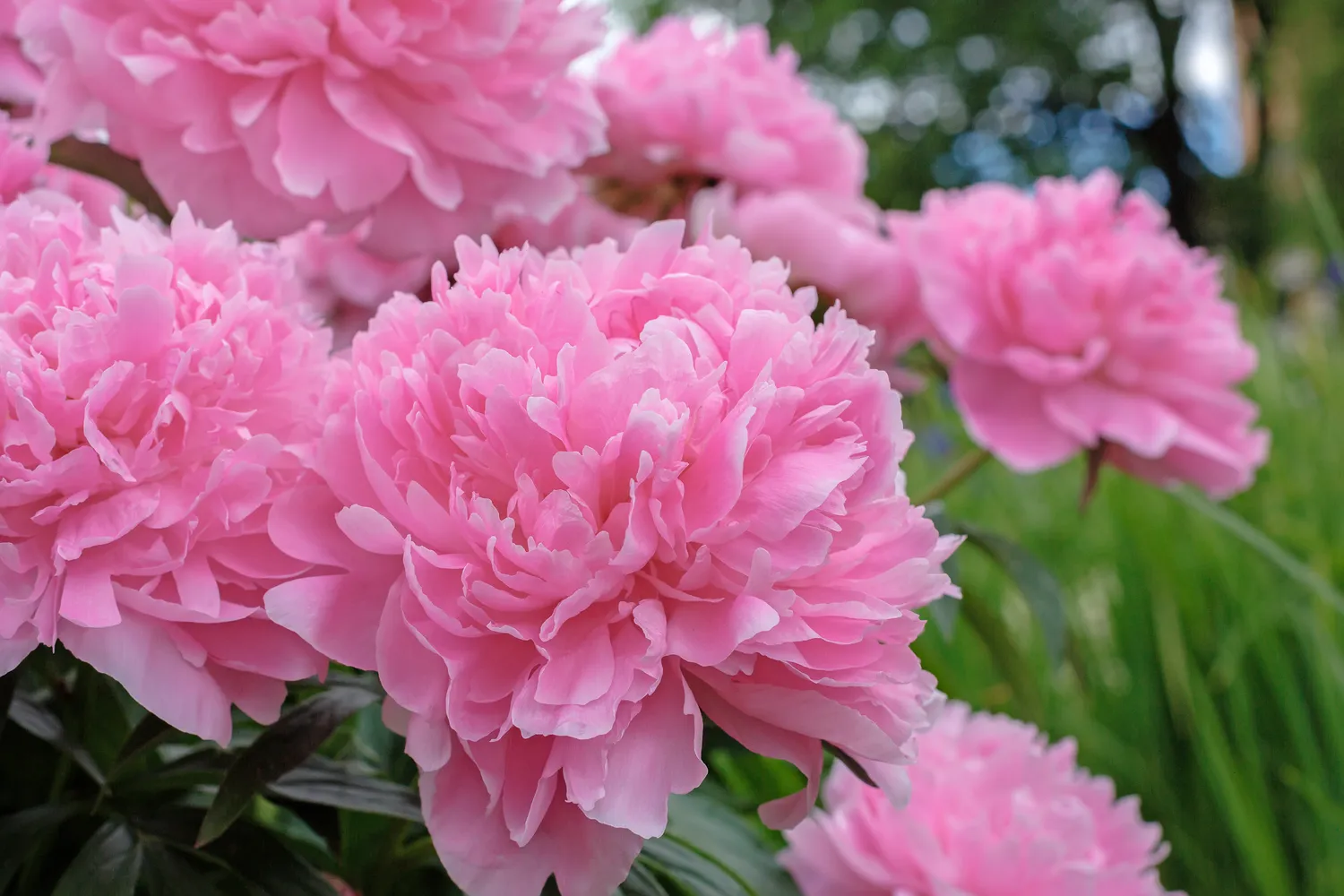 Bijūnai nemėgsta nei sausros, nei perteklinės drėgmės