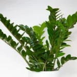 Zamiokulkui itin tinka pigios natūralios trąšos