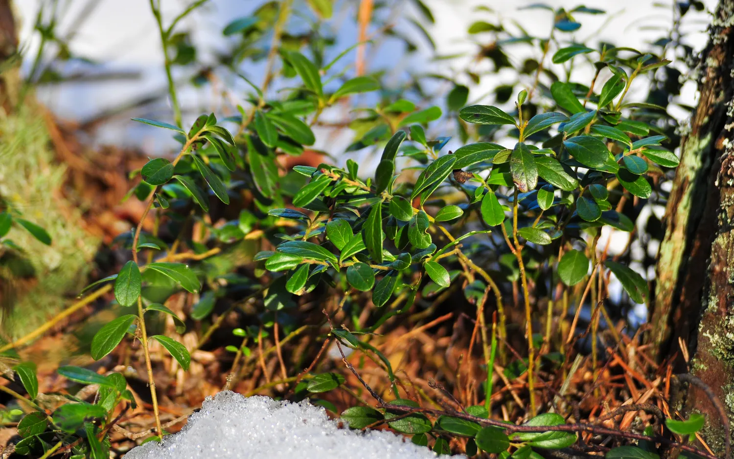 Bruknių lapų nauda