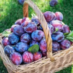 Shutterstock 725824861