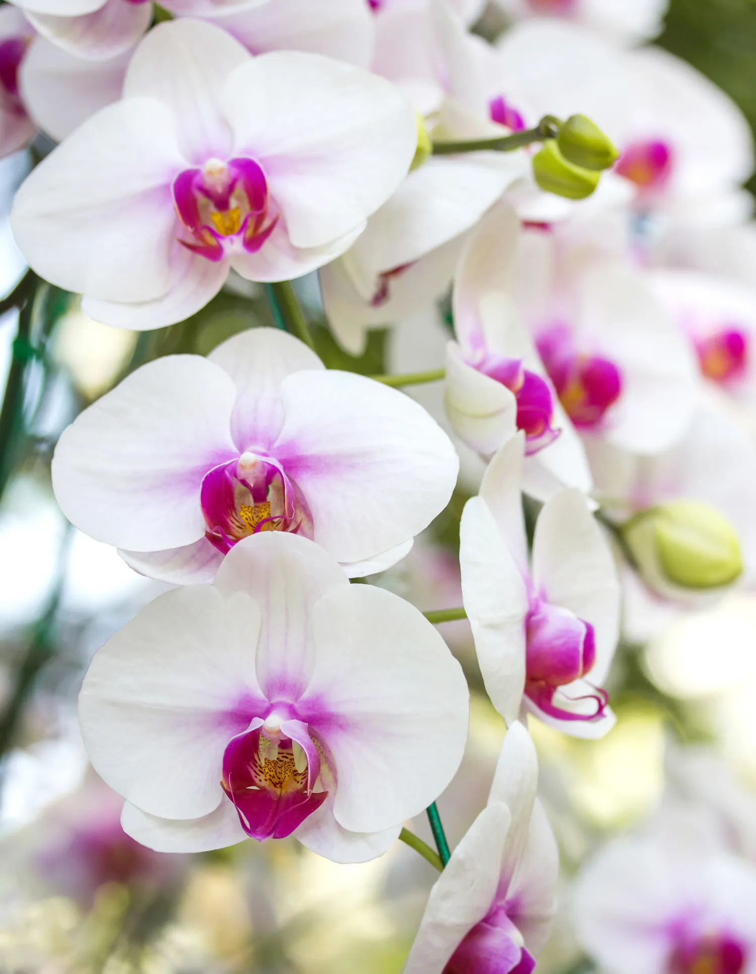 Pernelyg gausus laistymas gali lemti orchidėjų šaknų puvinį