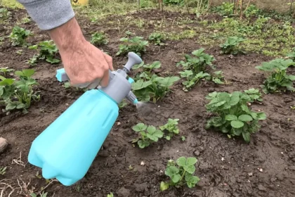 1 tabletė prieš žydėjimą – ir mano braškės mane apipils uogomis