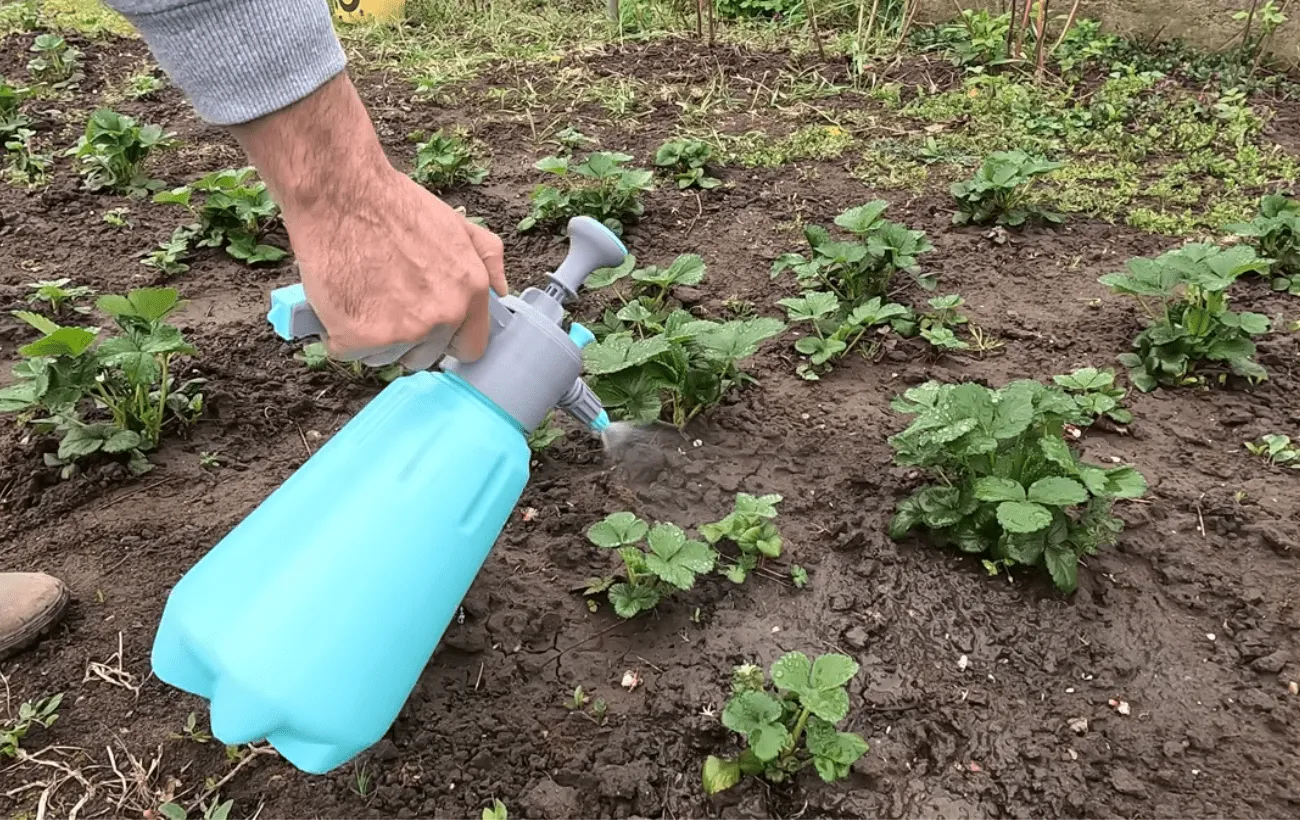 1 tabletė prieš žydėjimą – ir mano braškės mane apipils uogomis