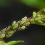 Amarai ant medžio šakos