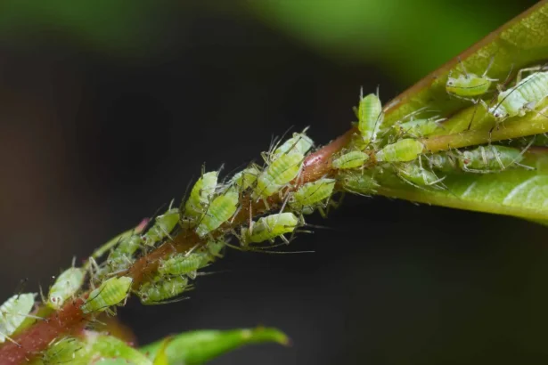 Amarai ant medžio šakos