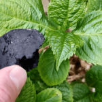 Anglis ir dilgelės