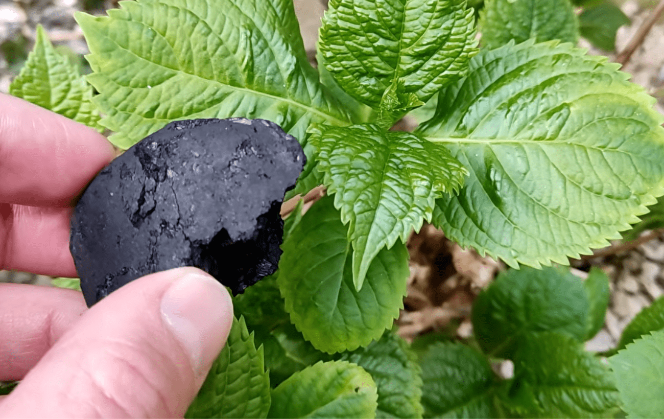 Anglis ir dilgelės