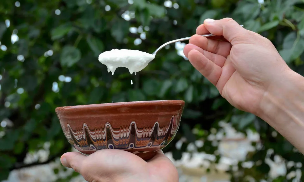 Bulgariškas jogurtas