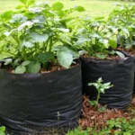 Bulvių auginimas maišuose