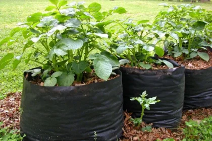 Bulvių auginimas maišuose