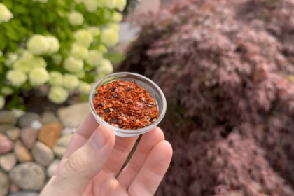 Čili dribsniai nuo šliužų