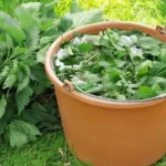 Dilgėlių užpilas