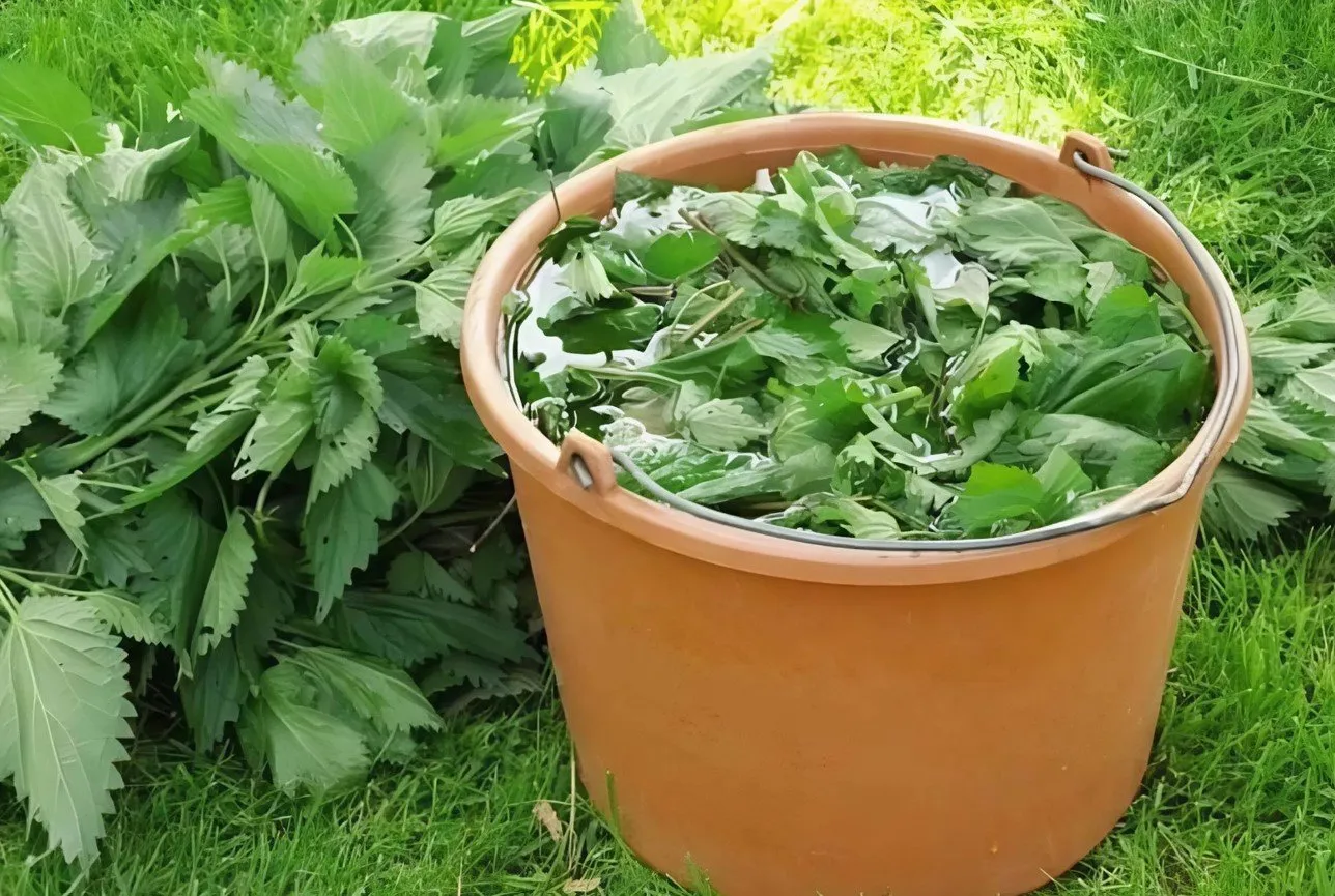 Dilgėlių užpilas