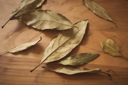 Džiovintas lauro lapas