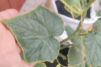 Geltonas agurkų lapų kraštas