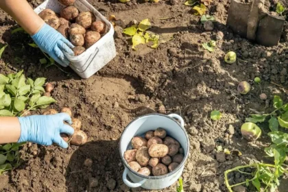 Įdomus būdas sodinti bulves