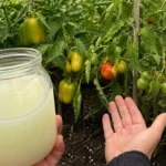 Jodo ir pieno mišinys pomidorams