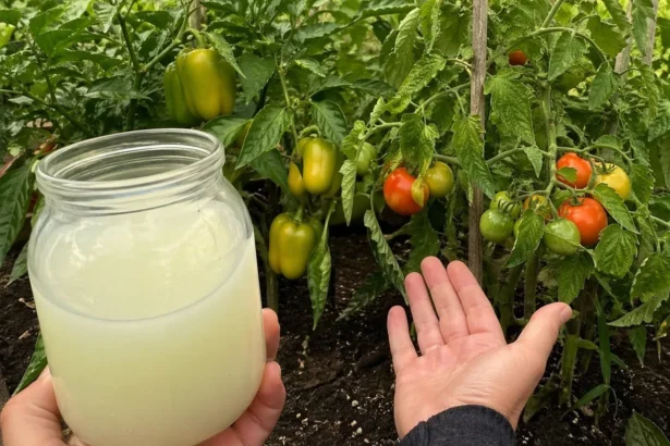 Jodo ir pieno mišinys pomidorams