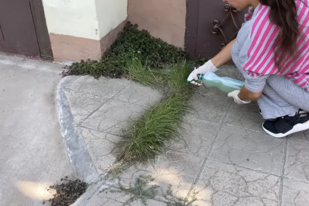 Kaip išnaikinti piktžoles