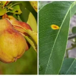 Kriaušių rūdys