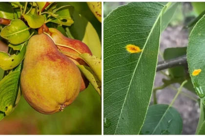 Kriaušių rūdys