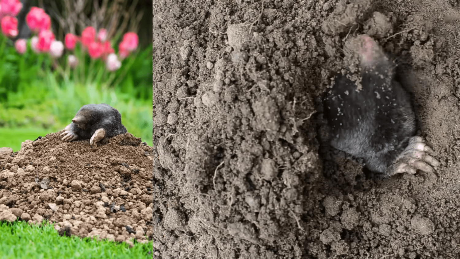 Kurmiai aplenks jūsų sklypą