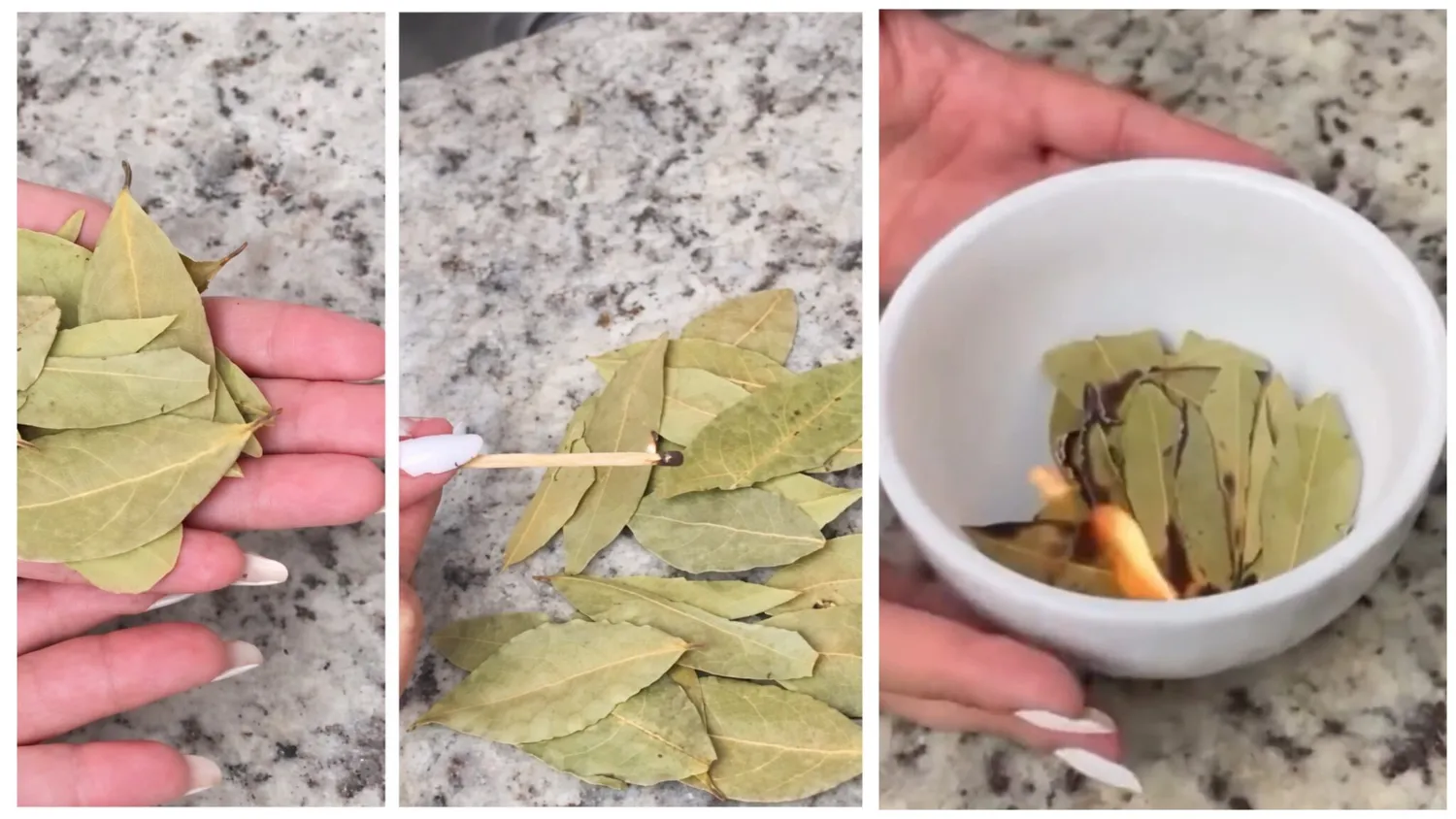 Lauro lapo deginimas namuose