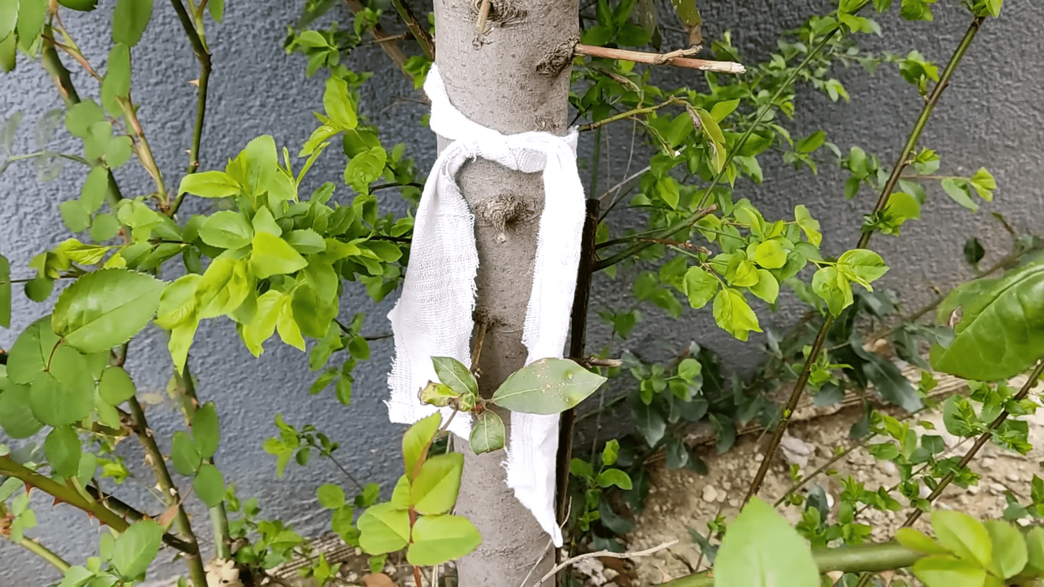 Medžio kamienas su audiniu