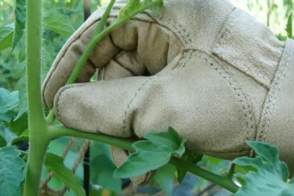 Pomidorų ūglių šalinimas