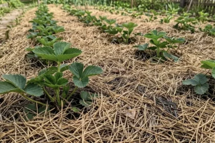 Pušų spygliai braškėms