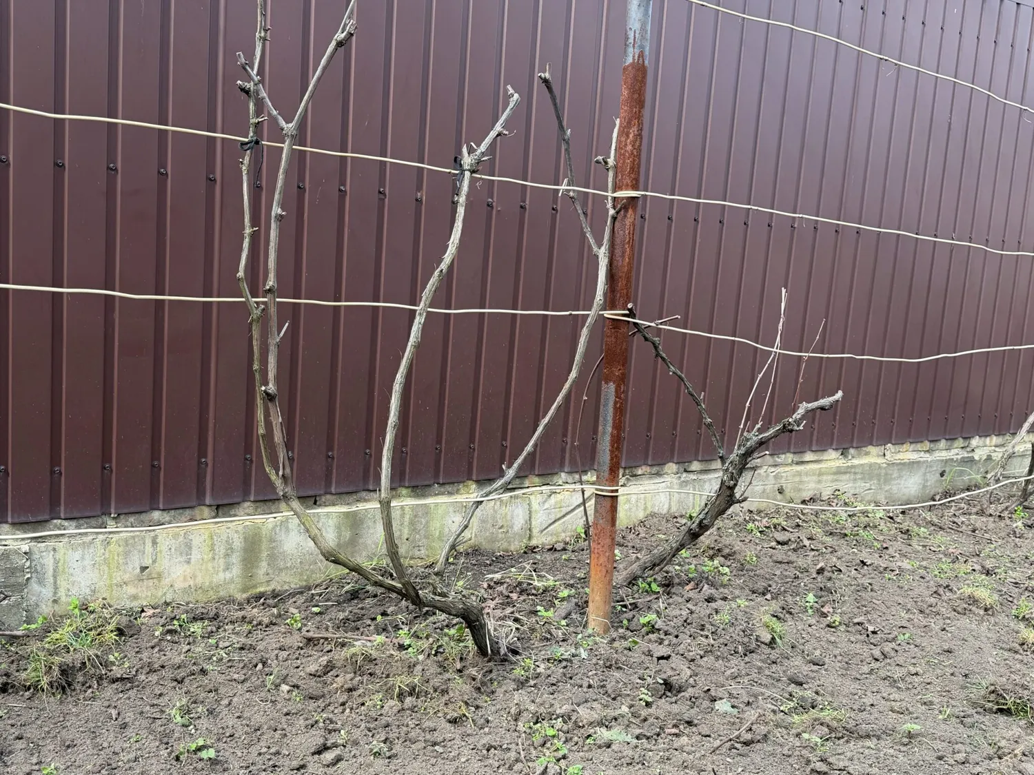 Šiomis dienomis negalima dirbti sode