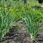 Šios trąšos naikina svogūnus, o ne jiems padeda net patyrę sodininkai daro klaidų