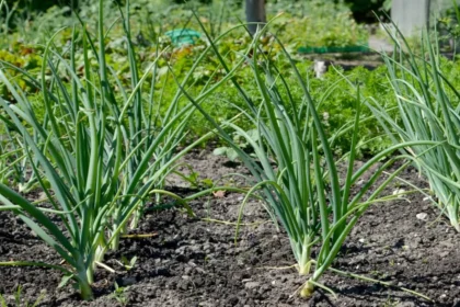Šios trąšos naikina svogūnus, o ne jiems padeda net patyrę sodininkai daro klaidų