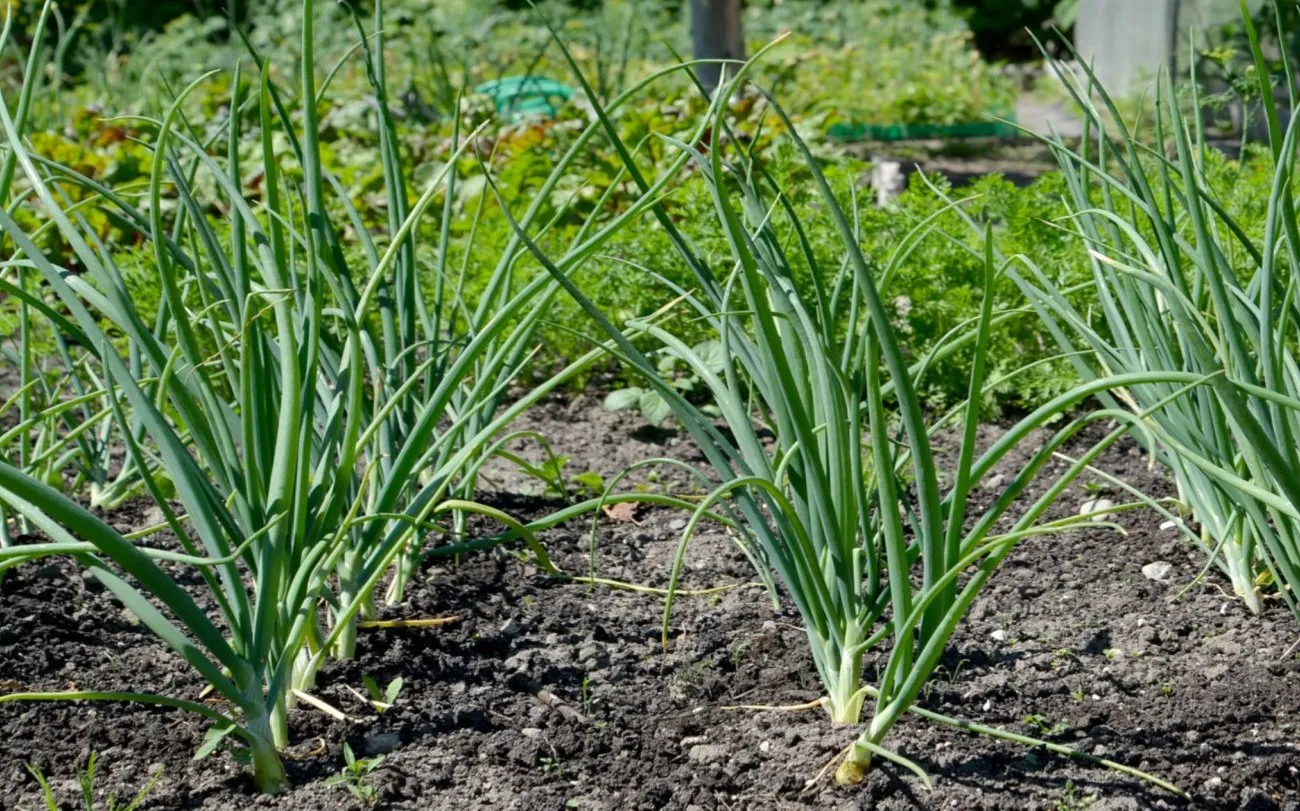 Šios trąšos naikina svogūnus, o ne jiems padeda net patyrę sodininkai daro klaidų