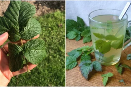 Skani arbata su aviečių lapais