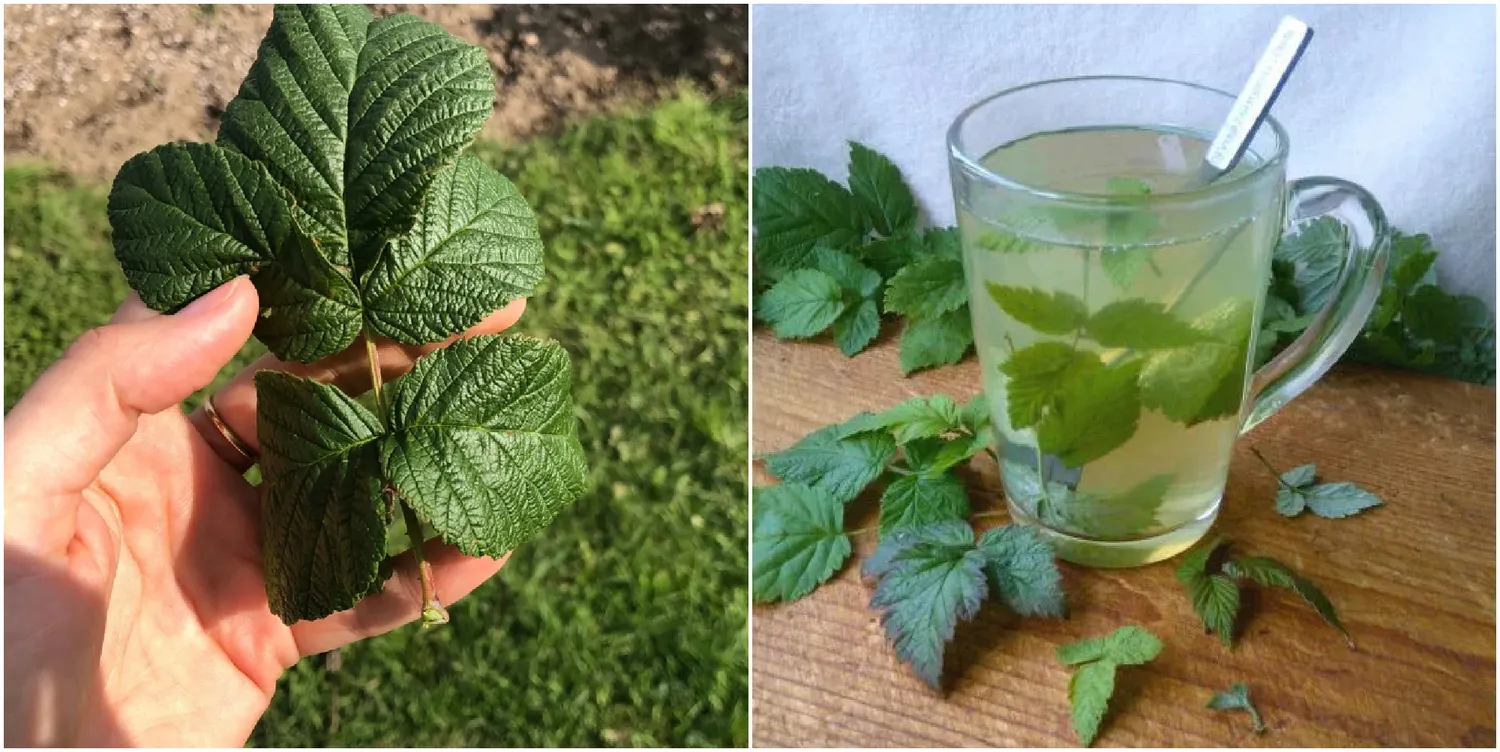 Skani arbata su aviečių lapais