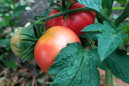 Sodininkai daro vieną klaidą laistydami pomidorus