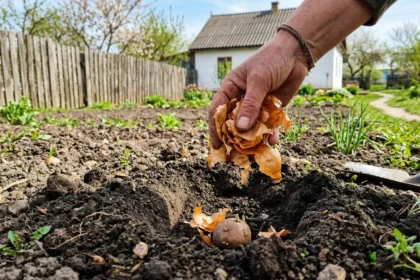 Svogūnų lukštai