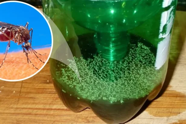 Uodų gaudyklė iš butelio